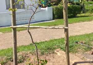 Fynbos Pole Depot Sponsors Pine Poles to Elim