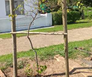 Fynbos Pole Depot Sponsors Pine Poles to Elim