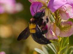 106 Bee Species at Grootbos Private Nature Reserve