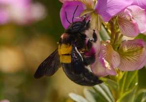 106 Bee Species at Grootbos Private Nature Reserve