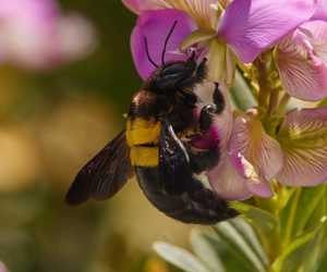 106 Bee Species at Grootbos Private Nature Reserve