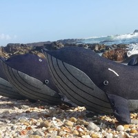 Whale sighting - Creative Notions - Xplorio™ Hermanus