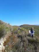 Exploring Fynbos: Frogs, Pollinators, and Restios