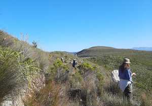 Exploring Fynbos: Frogs, Pollinators, and Restios