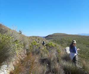 Exploring Fynbos: Frogs, Pollinators, and Restios