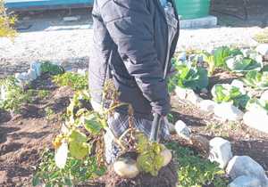 Growing Together at Masakhane Hub with Zimasa