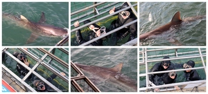 Daily Blog: 17 June 2024 | Shark Cage Diving in South Africa