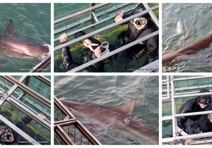 Daily Blog: 17 June 2024 | Shark Cage Diving in South Africa