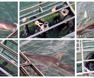 Daily Blog: 17 June 2024 | Shark Cage Diving in South Africa