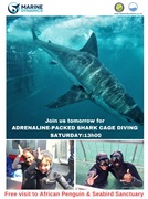 Next Shark Cage Diving Trip: 22 June 2024