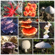 Guide to Edible and Toxic Mushrooms