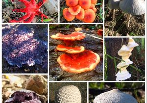 Guide to Edible and Toxic Mushrooms