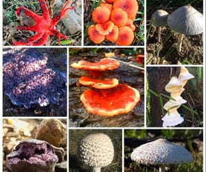 Guide to Edible and Toxic Mushrooms