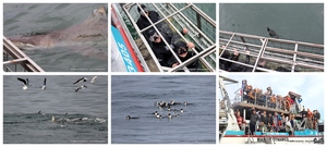 Daily Blog: 24 June 2024 | Shark Cage Diving in South Africa