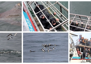 Daily Blog: 24 June 2024 | Shark Cage Diving in South Africa