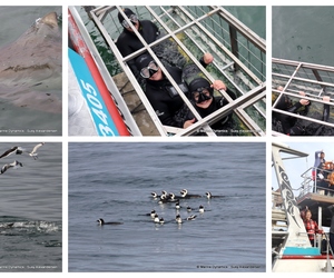 Daily Blog: 24 June 2024 | Shark Cage Diving in South Africa