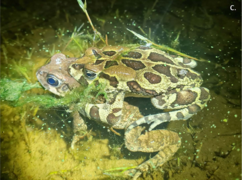 Grootbos Foundation: Amphibian Conservation and Earth Rangers