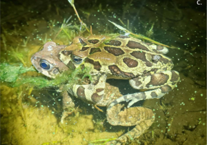 Grootbos Foundation: Amphibian Conservation and Earth Rangers