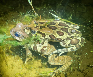 Grootbos Foundation: Amphibian Conservation and Earth Rangers