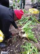 Horticulture Students Learn Agapanthus Replanting