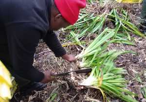 Horticulture Students Learn Agapanthus Replanting