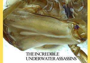 Under the Microscope - Exploring Insects