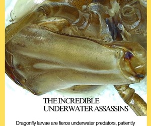 Under the Microscope - Exploring Insects