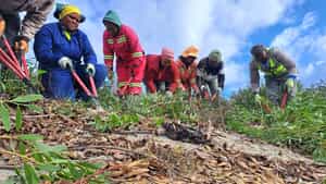 Biodiversity Stewards at Walker Bay