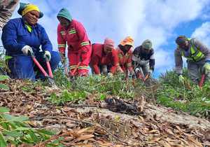 Biodiversity Stewards at Walker Bay