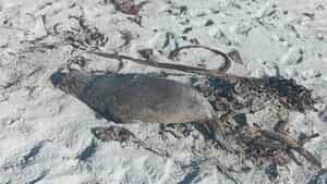 Seal Rabies Cases Confirmed in Overstrand