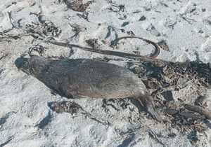 Seal Rabies Cases Confirmed in Overstrand
