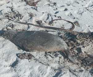 Seal Rabies Cases Confirmed in Overstrand