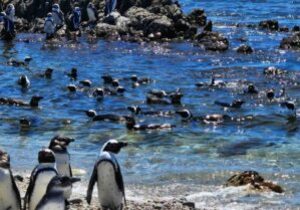 Kleinbaai Lifestyle Estate Supports Penguin Conservation