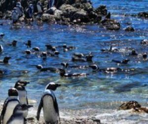 Kleinbaai Lifestyle Estate Supports Penguin Conservation