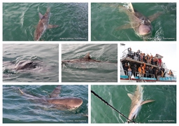 Daily Blog: 01 July 2024 | Shark Cage Diving in South Africa