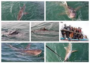 Daily Blog: 01 July 2024 | Shark Cage Diving in South Africa