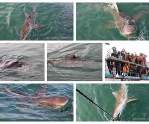 Daily Blog: 01 July 2024 | Shark Cage Diving in South Africa