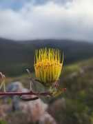 Leucospermum Gracilis: Stunning Fynbos Blooms