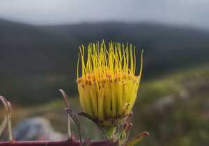 Leucospermum Gracilis: Stunning Fynbos Blooms