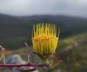 Leucospermum Gracilis: Stunning Fynbos Blooms