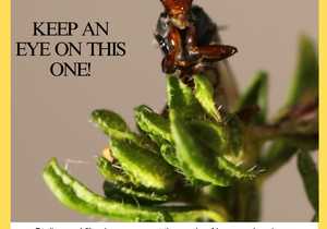 Second Issue of "Under the Microscope"!