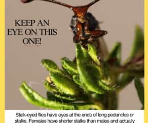 Second Issue of "Under the Microscope"!