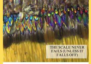 Hummingbird Hawkmoth: Nature's Fashion Icon!