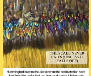 Hummingbird Hawkmoth: Nature's Fashion Icon!