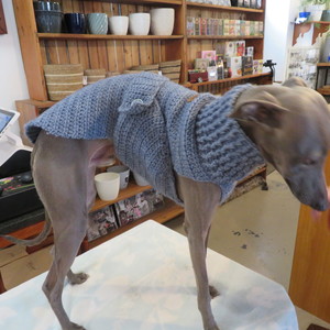 Dog with sweater