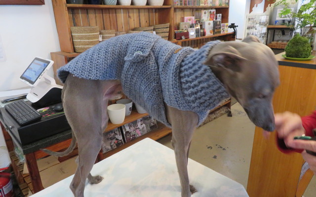 Dog with sweater