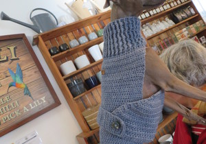 Dog sweaters / Jerseys