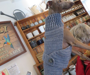 Dog sweaters / Jerseys