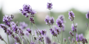 Calming Help for your Pets!