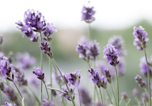 Calming Help for your Pets!